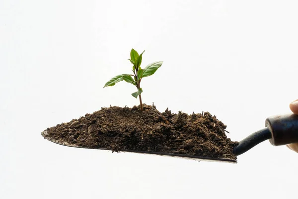Lopată Grădină Plante Tinere Fundal Alb Eco Earth Day Concept — Fotografie, imagine de stoc