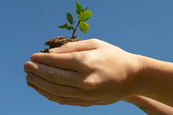 Χέρια Κρατώντας Νεαρά Φυτά Φόντο Τον Γαλάζιο Ουρανό Ημέρα Οικολογίας — Φωτογραφία Αρχείου