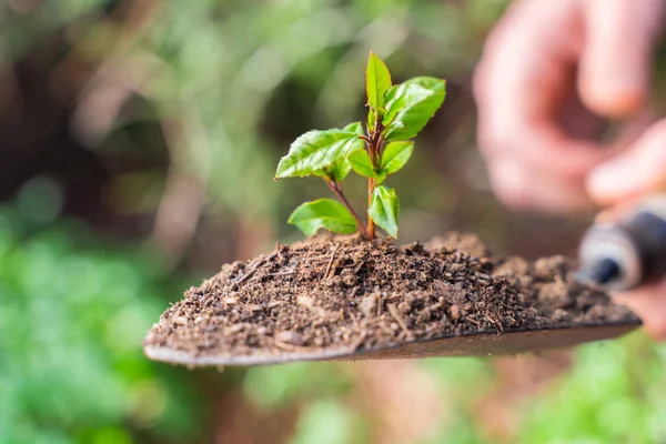 Mâinile Plantează Plante Verzi Tinere Lopată Grijă Natură Ziua Ecologică — Fotografie, imagine de stoc