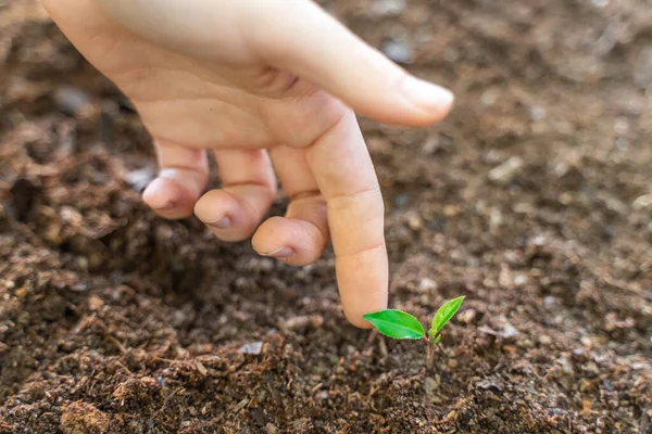 Χέρια Φυτεύουν Νεαρά Πράσινα Φυτά Φροντίζω Φύση Φιλική Προς Περιβάλλον — Φωτογραφία Αρχείου