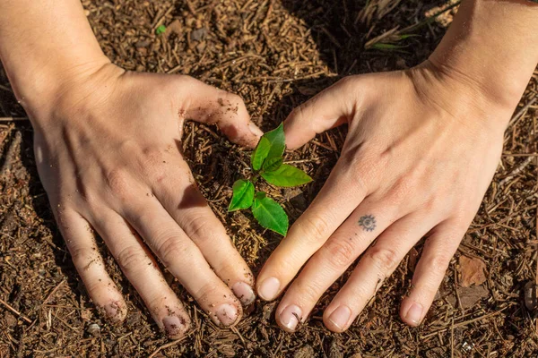 Руки Саджають Молоду Зелену Рослину Турбота Про Природу Екологічно Чистий — стокове фото