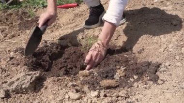 Çiftçi bir kadının organik bahçeye kürekle bitki dikerken yakın çekimi. Yüksek kalite 4k görüntü