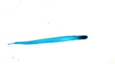 Grunge fırça karalama dokusu. Toz ve çizikler eski hasarlı yüzey karalamaları beyaz arka planda. Yüksek kalite 4k görüntü