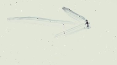 Retro doku örtüsü. Toz ve çizikler grunge dokusu. Yüksek kalite 4k görüntü