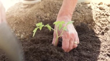 Bir kürek kullanarak, küçük bir bitkiyi toprağa yerleştiriyor baş parmağının bir hareketiyle. Manzara, bu dinlenme aktivitesinin arka planıdır. Yüksek kalite fotoğraf