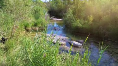 Yazın nehirde yüzen bir kadın. Güzel manzara. Yüksek kalite 4k görüntü