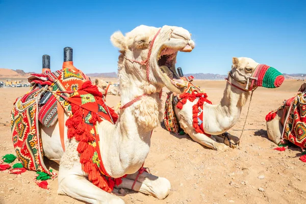 Янинг Приборкав Верблюда Відпочивав Пустині Аль Ула Саудівська Аравія — стокове фото