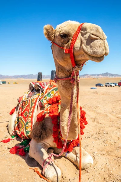 Заряджені Верблюдами Відпочивають Пустині Аль Ула Саудівська Аравія — стокове фото