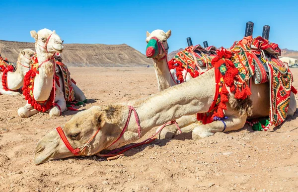 Заряджений Верблюдами Відпочивають Пустині Аль Ула Саудівська Аравія — стокове фото