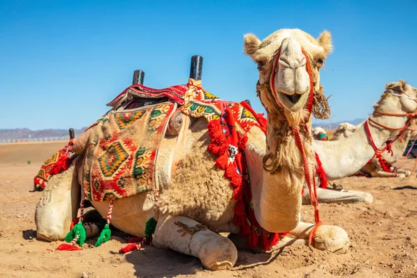 Harnessed Ιππασία Καμήλα Αναπαύεται Στο Desrt Ula Σαουδική Αραβία — Φωτογραφία Αρχείου