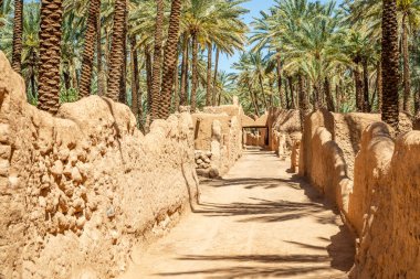 Al Ula yol boyunca palmiyelerle eski kasaba caddesini mahvetti, Suudi Arabistan