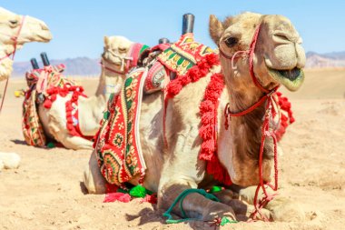 Çölde dinlenen koşumlu develer, Suudi Arabistan, El Ula