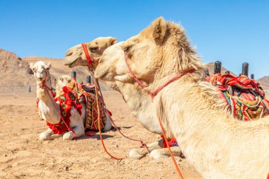 Suudi Arabistan, El Ula ve Suudi Arabistan 'da dinlenen koşumlu develer.