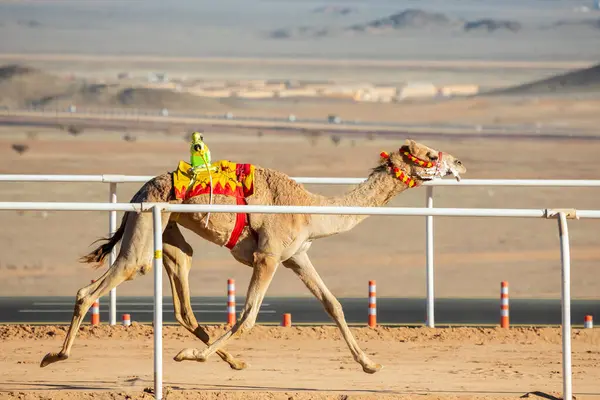 stock image Camel racing for the king's cup, Al Ula, Saudi Arabia