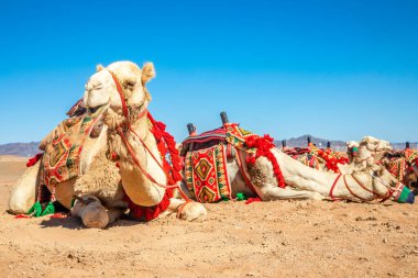 Suudi Arabistan, El Ula 'da dinlenen koşumlu deve.