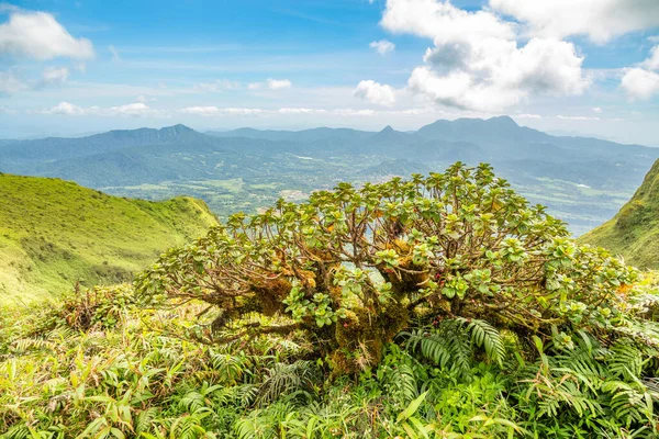 Monte Pelee Verde Volcán Colina Panorama Con Árbol Tropical Primer — Foto de Stock