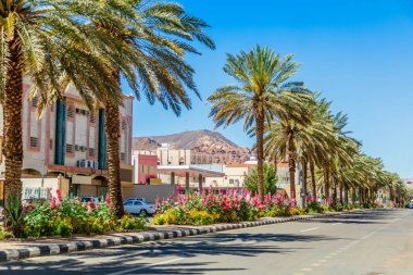 Palmiye ağaçları olan modern cadde, Al Ula kasabası, Suudi Arabistan