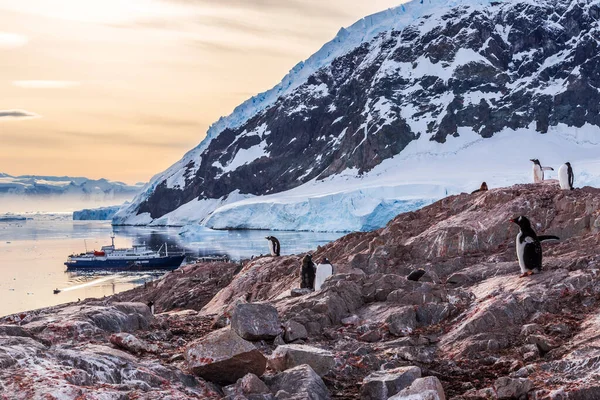 Антарктичний Круїзний Корабель Серед Айсбергів Пінгвінів Gentoo Зібрався Скелястому Березі — стокове фото