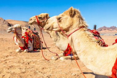 Suudi Arabistan, El Ula ve Suudi Arabistan 'da dinlenen koşumlu develer.