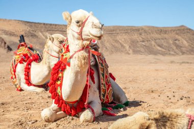 Çölde dinlenen koşumlu develer, Suudi Arabistan, El Ula