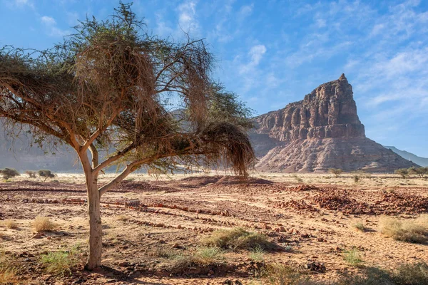 Σχηματισμοί Διάβρωσης Της Ερήμου Κοντά Τάφους Dadan Δέντρο Στο Προσκήνιο — Φωτογραφία Αρχείου