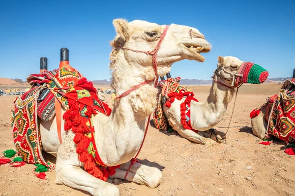 Верблюди Відпочивають Пустелі Аль Ула Саудівська Аравія8 — стокове фото