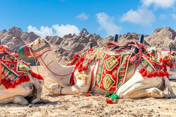 サウジアラビアで休んでいるラクダに乗るのに苦労 — ストック写真
