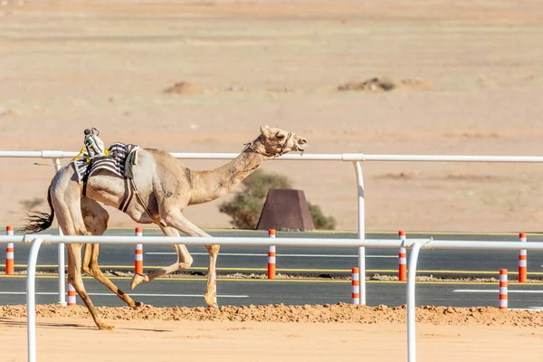 Гонки Верблюдах Кубок Короля Аль Ула Саудовская Аравия — стоковое фото