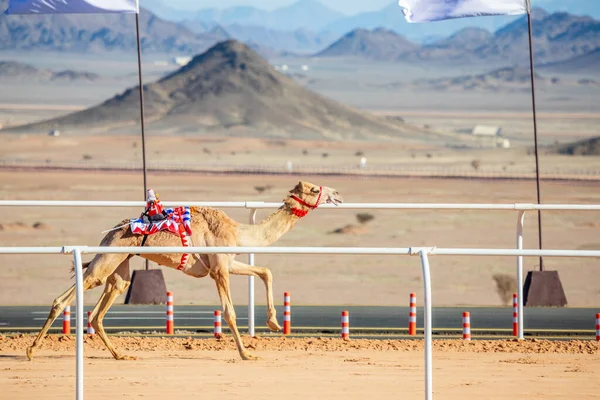 Kamelrennen Den Königspokal Ula Saudi Arabien — Stockfoto