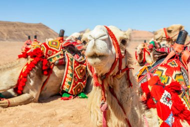 Çölde dinlenen sevimli develer, Suudi Arabistan, El Ula