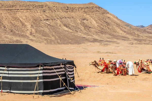 Nomaden Mit Reitkamelen Der Wüste Vordergrund Ein Traditionelles Beduinenzelt Ula — Stockfoto