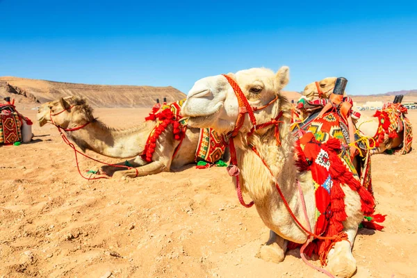 Niedliche Kamelkarawane Der Wüste Ula Saudi Arabien — Stockfoto