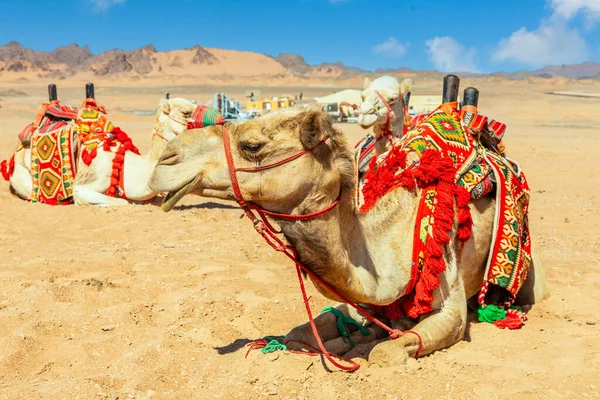 Прив Язані Милі Верблюди Відпочивають Пустелі Аль Ула Саудівська Аравія — стокове фото