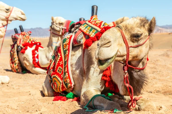 サウジアラビアで休んでかわいい乗馬ラクダ — ストック写真
