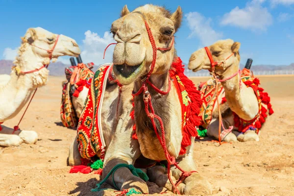 サウジアラビアで休んでかわいい乗馬ラクダ — ストック写真