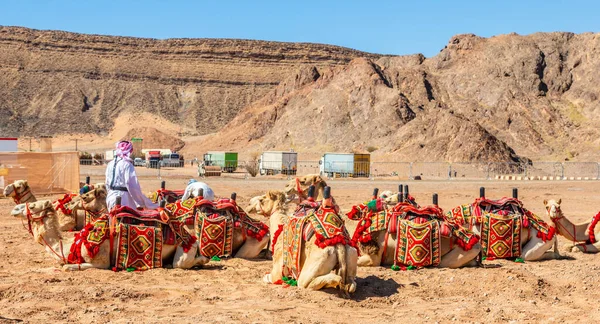 Nomade Met Kudde Van Harnessed Rijden Kamelen Woestijn Moderne Weg — Stockfoto