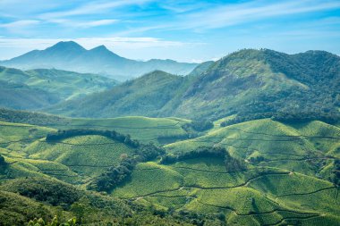 Tepelerdeki yeşil çay tarlaları Eravikulam Ulusal Parkı, Munnar, Kerala, Güney Hindistan