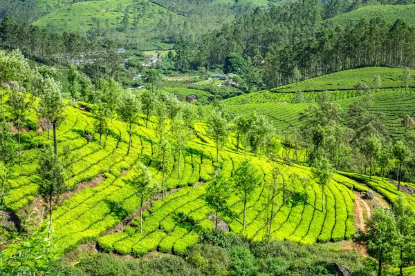 Зелені Поля Чайних Плантацій Пагорбах Муннар Керала Південна Індія Стокова Картинка