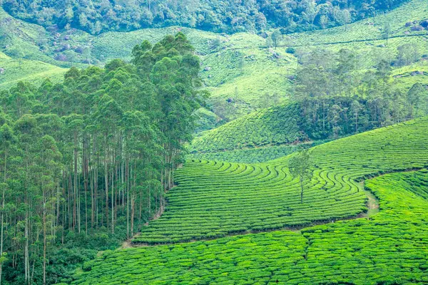 Forest and green fields of tea garden plantations on the hills landscape, Munnar, Kerala, South India