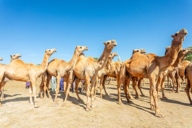 Hargeisa hisse senedi piyasasında, Somaliland 'da bir sürü deve var.