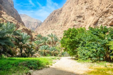Wadi Shab Kanyonu 'nun ortasında palmiyeler ve ağaçlar olan yeşil vaha, Tiwi, Umman Sultanı
