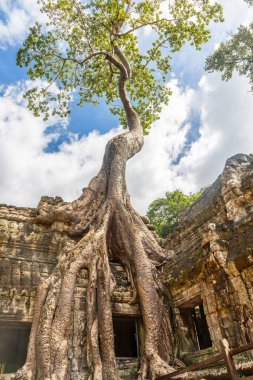 Tetrameles ağaç kökleri Ta Prohm Tapınağı, Angkor Vat, Siem Reap, Kamboçya 'nın yıkılmış duvarlarında büyüyor.