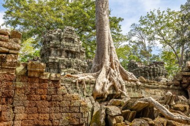 Tetrameles ağaç kökleri Ta Prohm Tapınağı, Angkor Vat, Siem Reap, Kamboçya 'nın yıkılmış duvarlarında büyüyor.