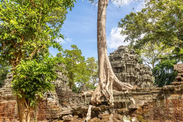 Tetrameles ağaç kökleri Ta Prohm Tapınağı, Angkor Vat, Siem Reap, Kamboçya 'nın yıkılmış duvarlarında büyüyor.