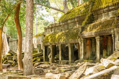 Antik Ta Prohm tapınağı kalıntıları Kamboçya ormanlarında kayboldu, Angkor Vat, Siem Reap, Kamboçya