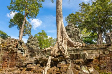 Tetrameles ağaç kökleri Ta Prohm Tapınağı, Angkor Vat, Siem Reap, Kamboçya 'nın yıkılmış duvarlarında büyüyor.