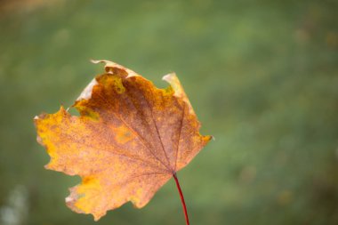 Sonbahar yaprakları, sonbahar bitkileri 