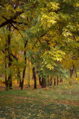Sonbaharda güzel orman manzarasının manzarası.