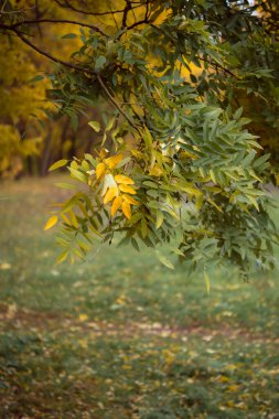 Güzel ormandaki sonbahar yapraklarının yakın görüntüsü. 