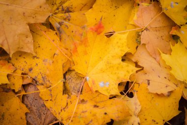 Yerdeki güzel, parlak sonbahar yapraklarının yakın görüntüsü